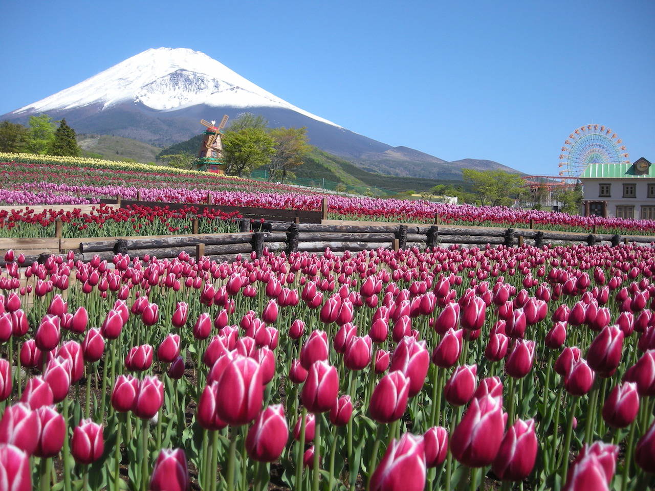 三島・沼津・御殿場・裾野のご当地グルメ - フジヤマNAVI