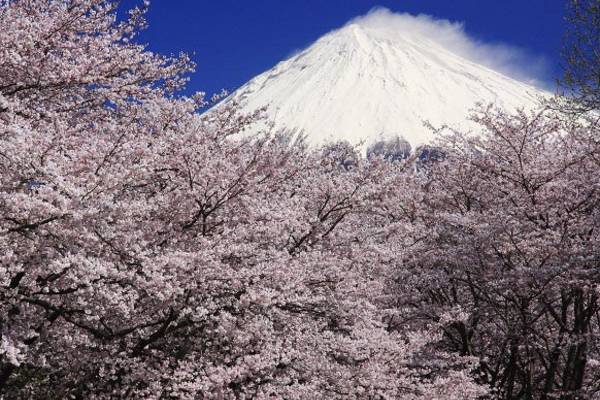春に訪れたい！富士山周辺の桜の名所や絶景スポットをご紹介【静岡編