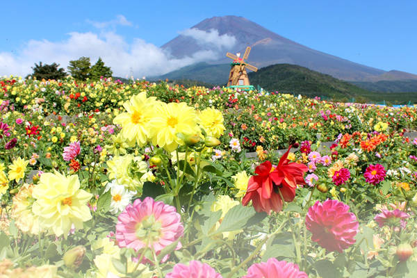 写真に差がつく 新 撮影スポット 絶景エリアで富士山との写真を フジヤマnavi