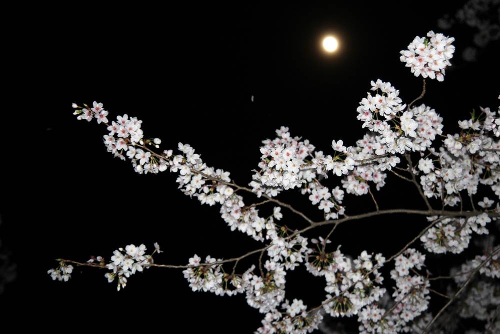 忍野八海「お宮橋」の夜桜ライトアップで富士の春を満喫 - フジヤマNAVI