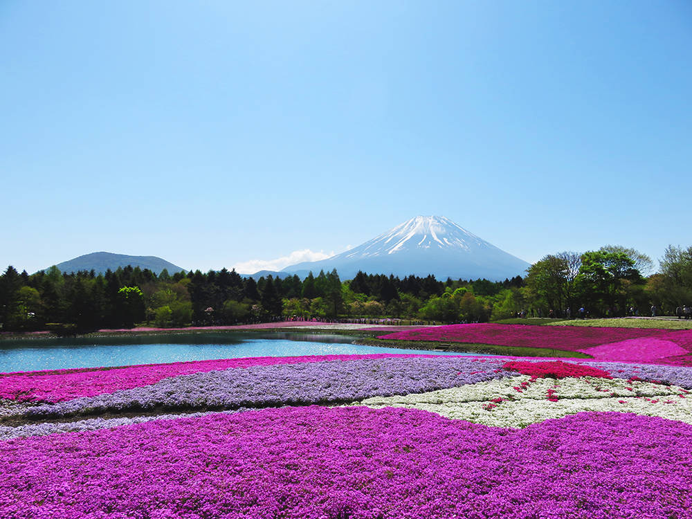 【真作】掛軸　跡部白鳥　矢祭山の桜　春景色　桜咲く里山風景　共箱入　R166 真作】掛軸 跡部白鳥 矢祭山の桜 春景色 桜咲く里山風景 共箱入