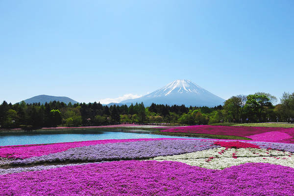 22富士芝桜まつり 富士本栖湖リゾート レジャー施設 スポット フジヤマnavi